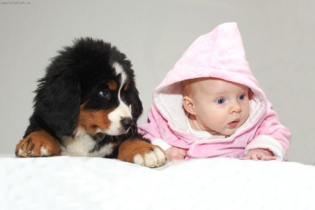 bernsky-salasnicky-pes_43